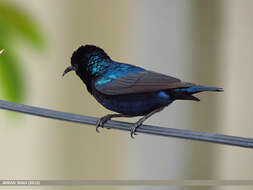 Image of Purple Sunbird