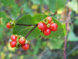 Image of Etruscan honeysuckle