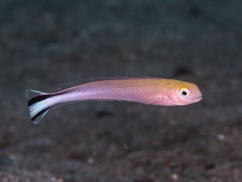 Image of Banded blanquillo