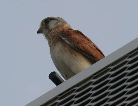 Image of Australian Kestrel