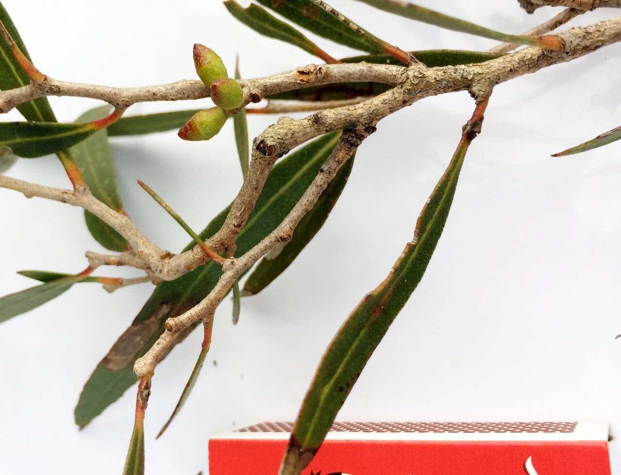 Image of Kangaroo Island Narrow-leaf Mallee