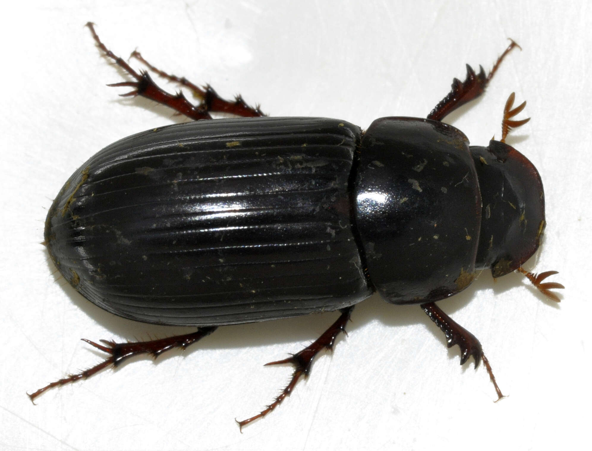 Image of Night-flying Dung Beetle