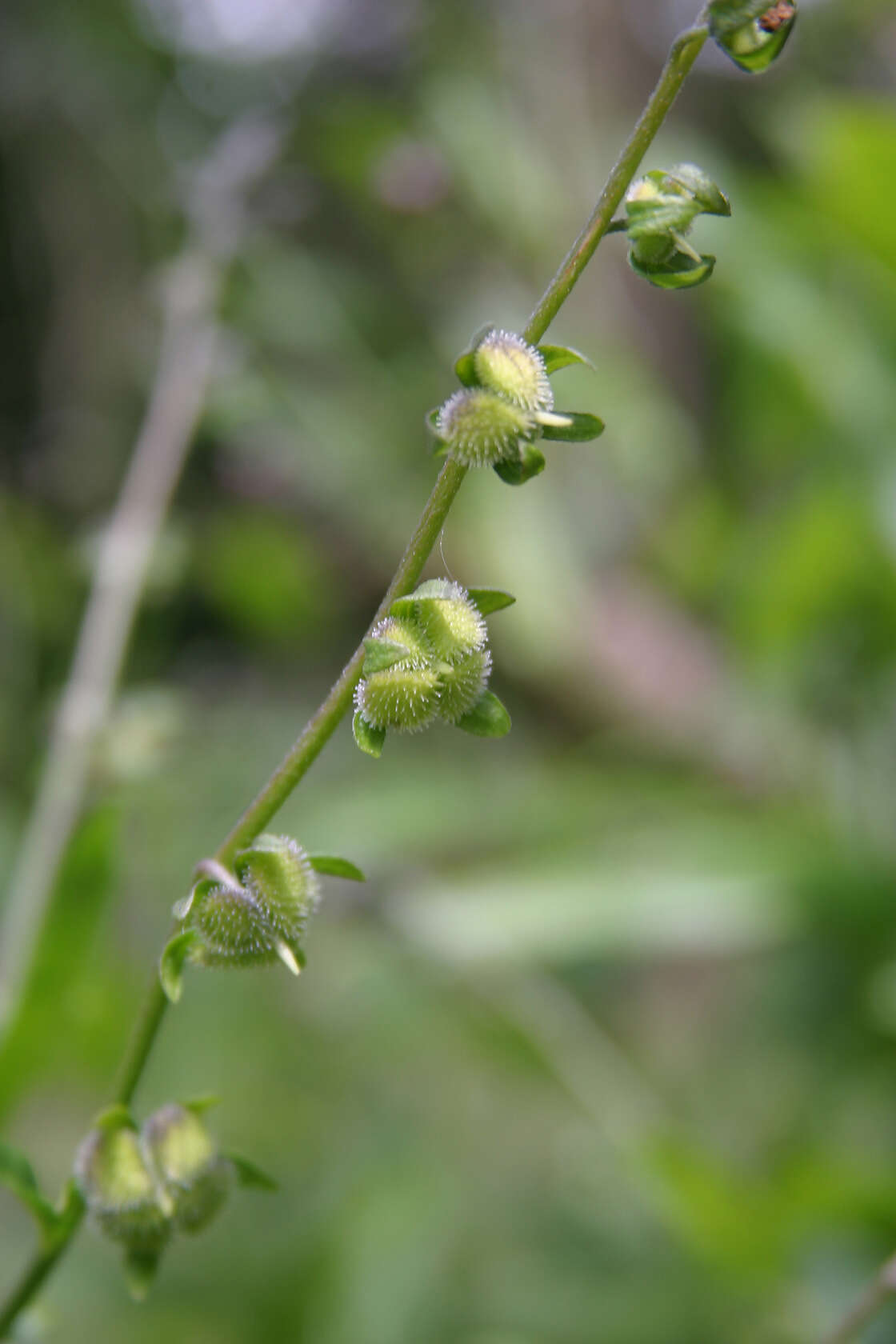 Image of Green Hound's-tongue