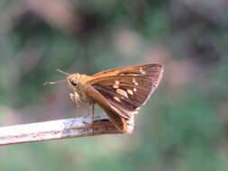 Слика од Polytremis lubricans Herrich-Schäffer 1869