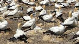 Image of Australasian Gannet