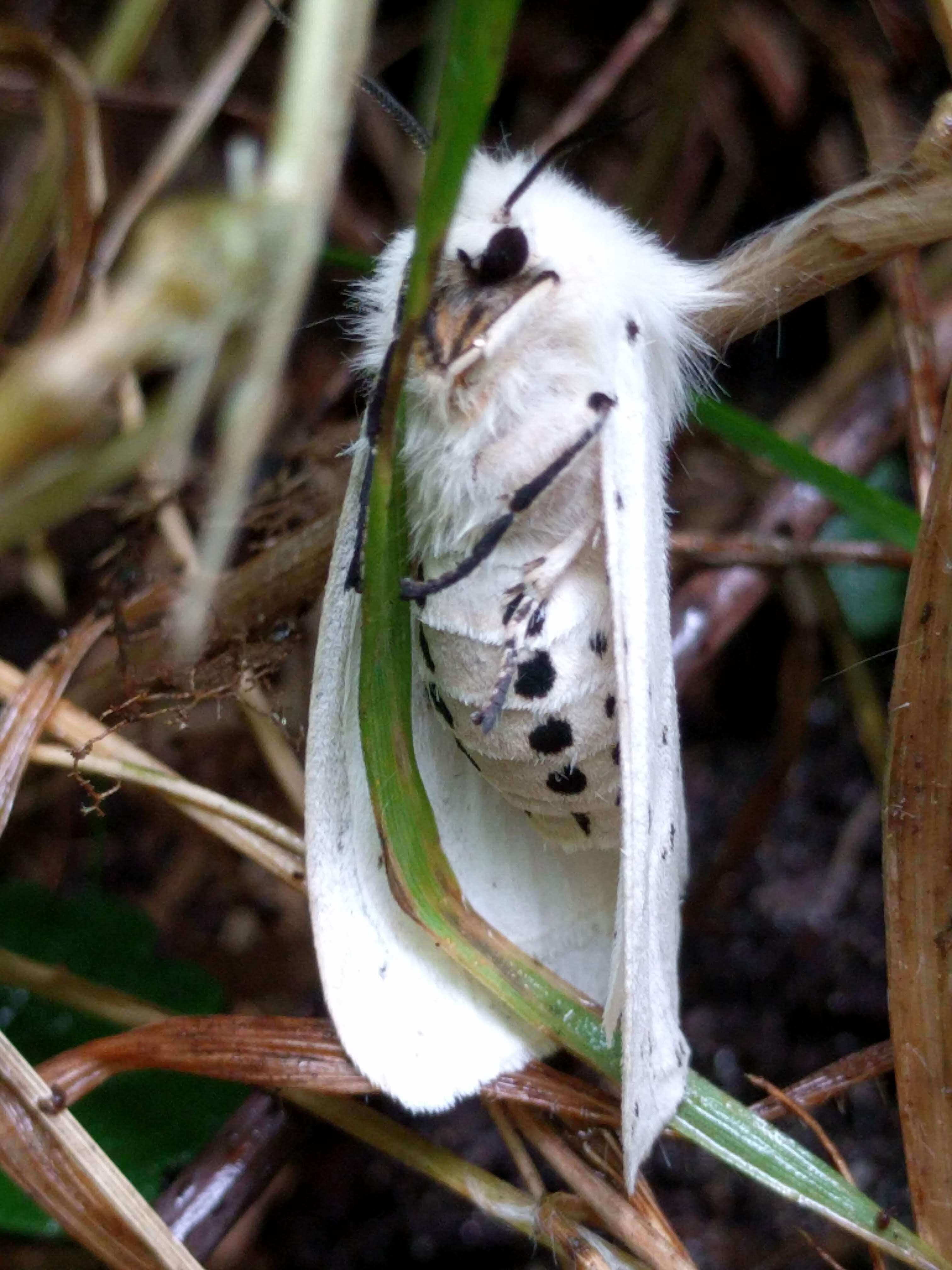 Image of white ermine