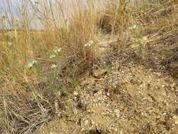 Nigella arvensis L. resmi