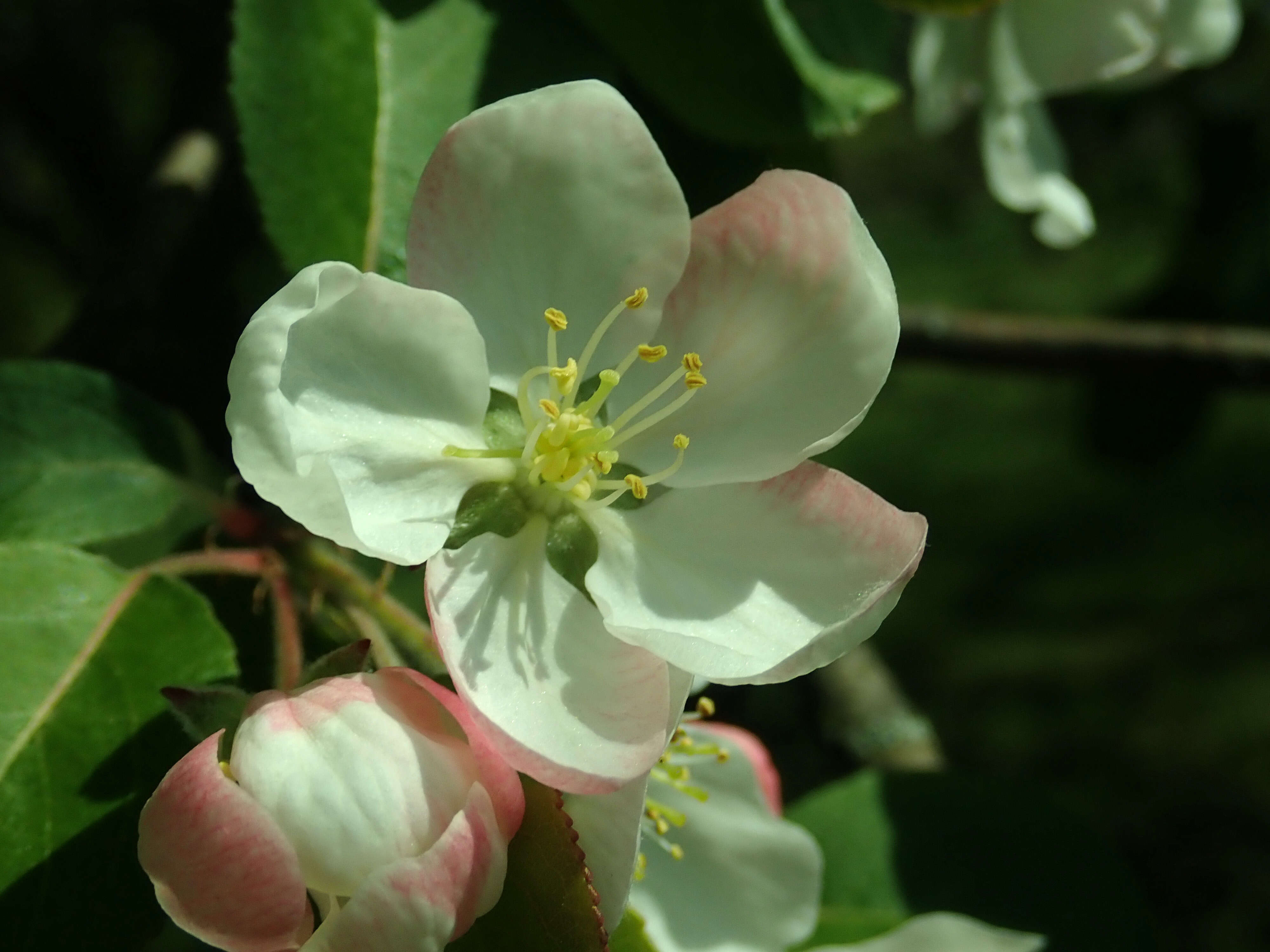 Image of Manchurian crab apple