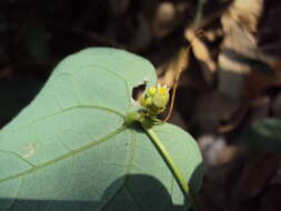 Image of Solena amplexicaulis (Lam.) Gandhi ex Saldanha & Nicolson