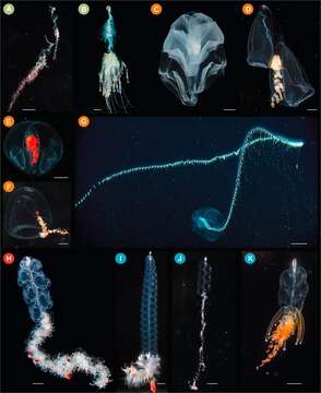 Image of Hula Skirt Siphonophore