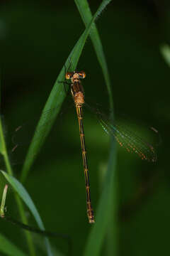 Image of Northern Spreadwing