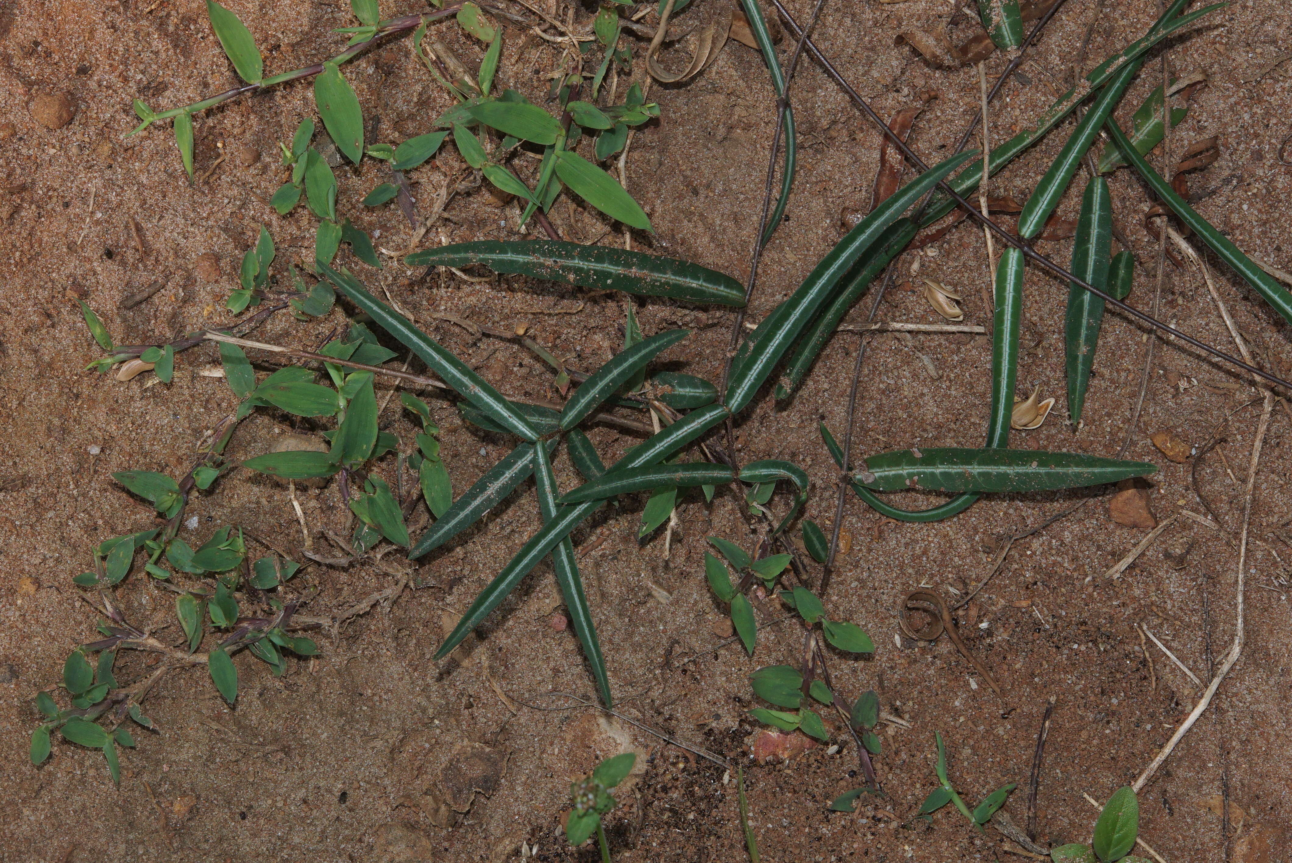 Image de Hemidesmus indicus (L.) R. Br.