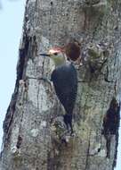 Image of Golden-fronted Woodpecker