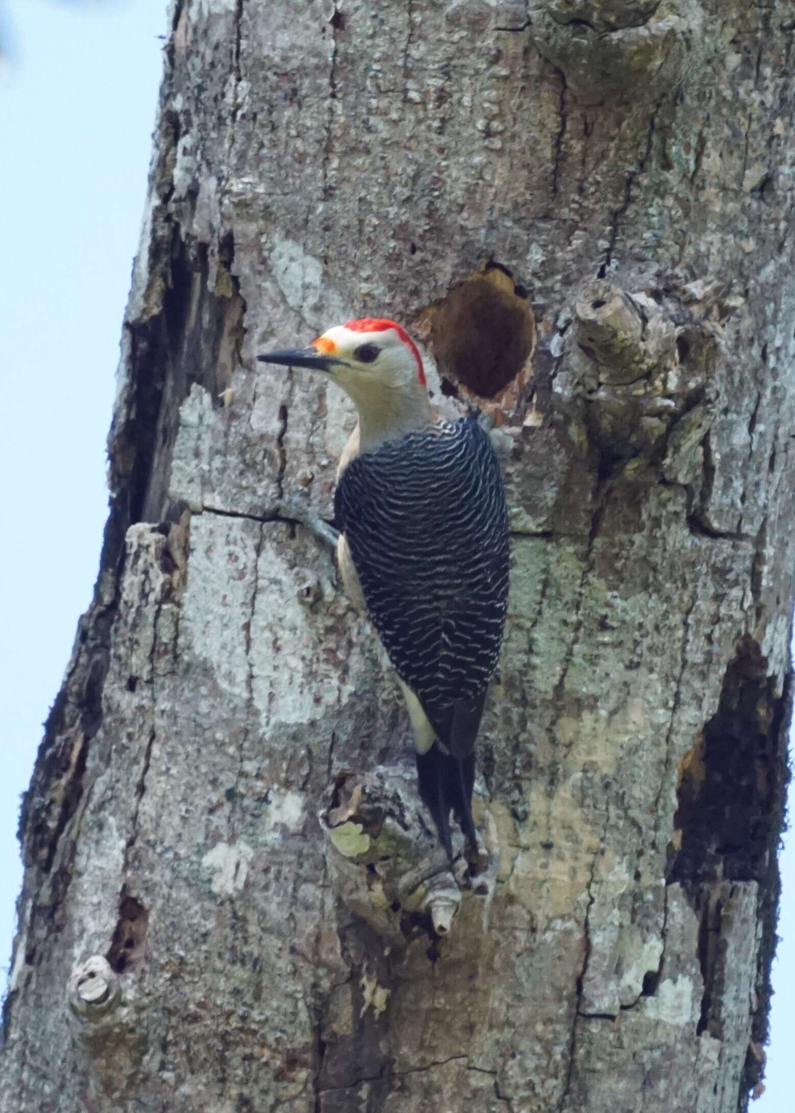 Image of Golden-fronted Woodpecker