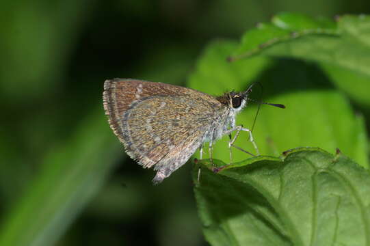 Image of Pygmy Scrub-hopper