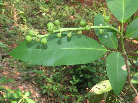 Croton persimilis Müll. Arg.的圖片