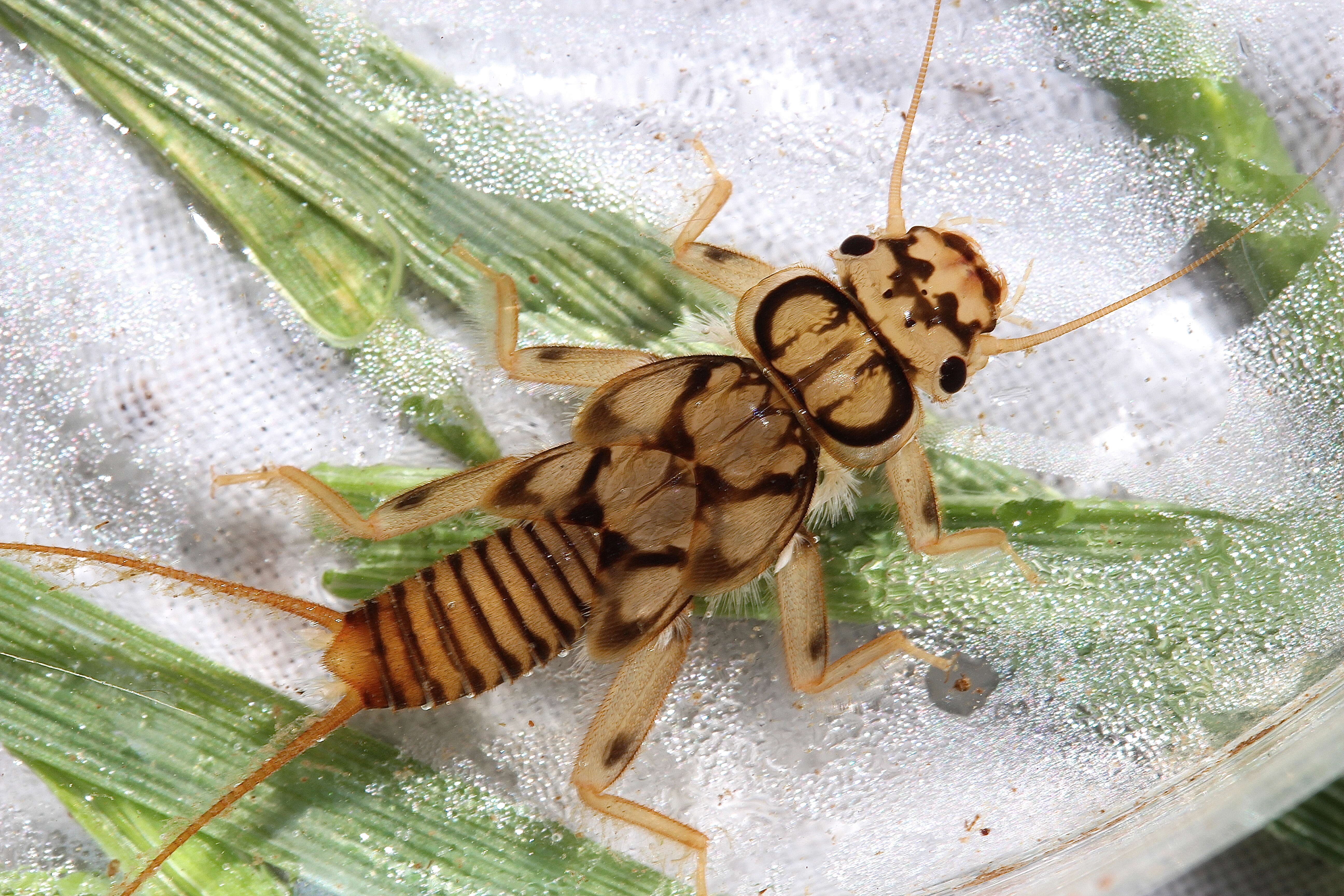 Image of Eccoptura