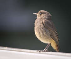 Image of Black Redstart