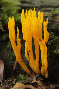 Imagem de Calocera viscosa (Pers.) Fr. 1821