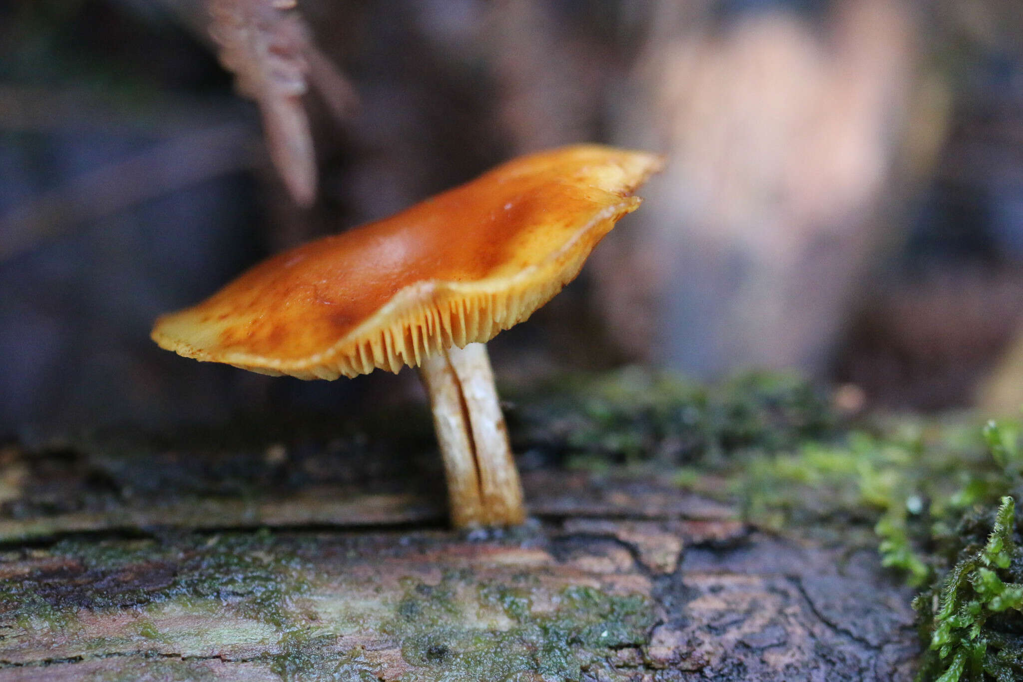 Plancia ëd Flammulina velutipes (Curtis) Singer 1951