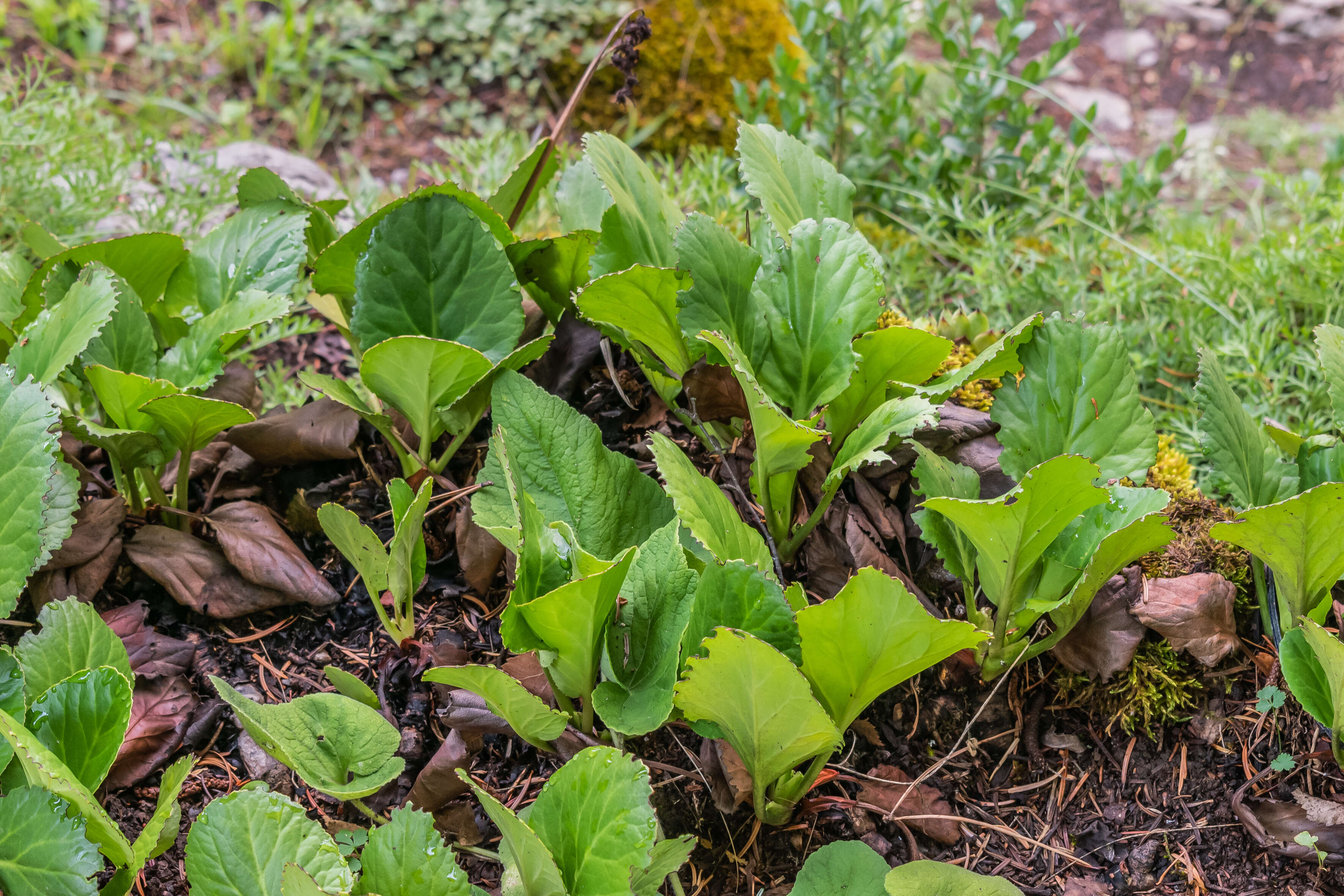 Image of Bergenia purpurascens (Hook. fil. & Thoms.) Engl.