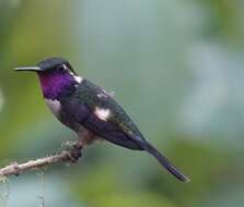 Image of White-bellied Woodstar