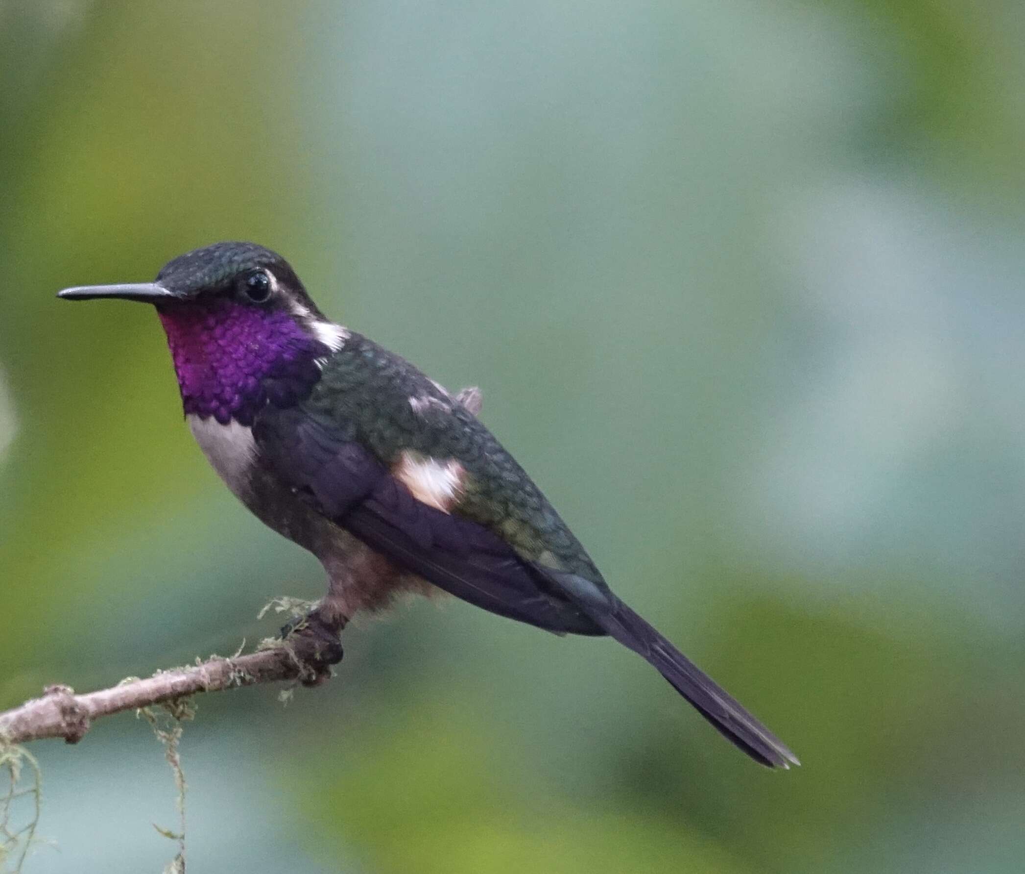 Image de Colibri de Mulsant