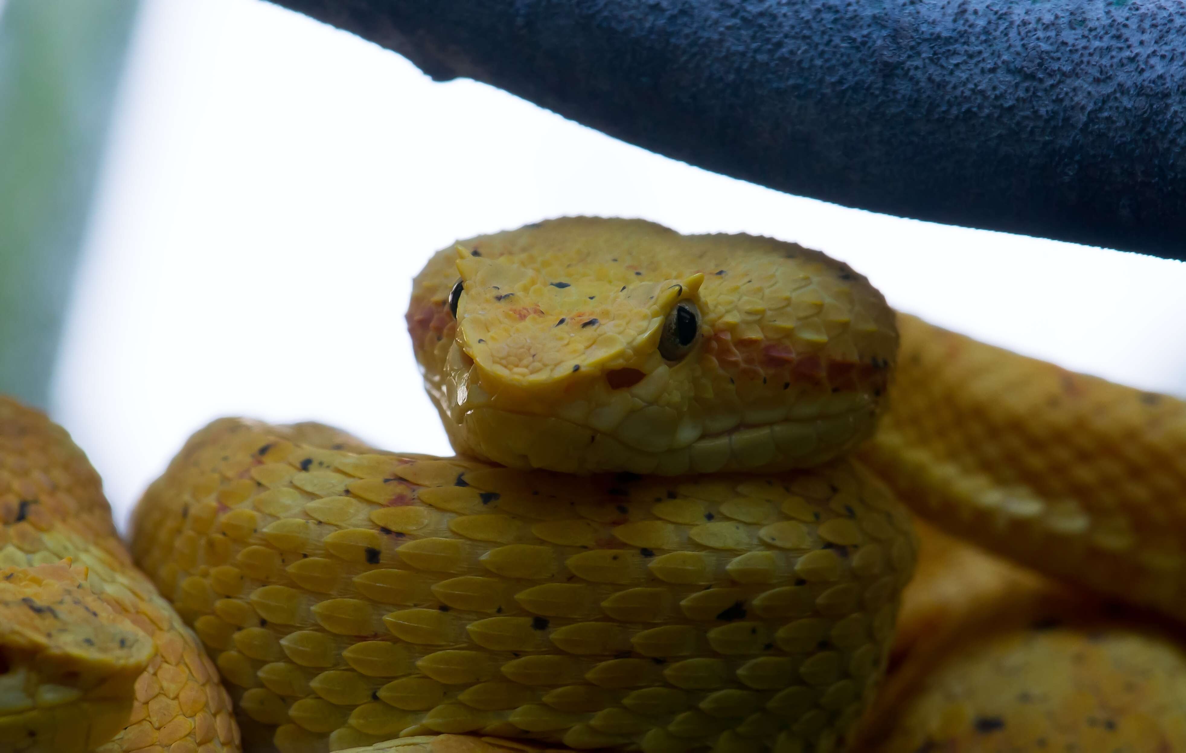 Image of Eyelash Viper