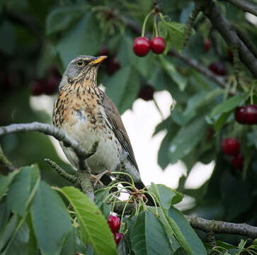 Image of Fieldfare