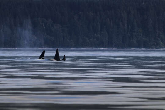 Image of killer whale