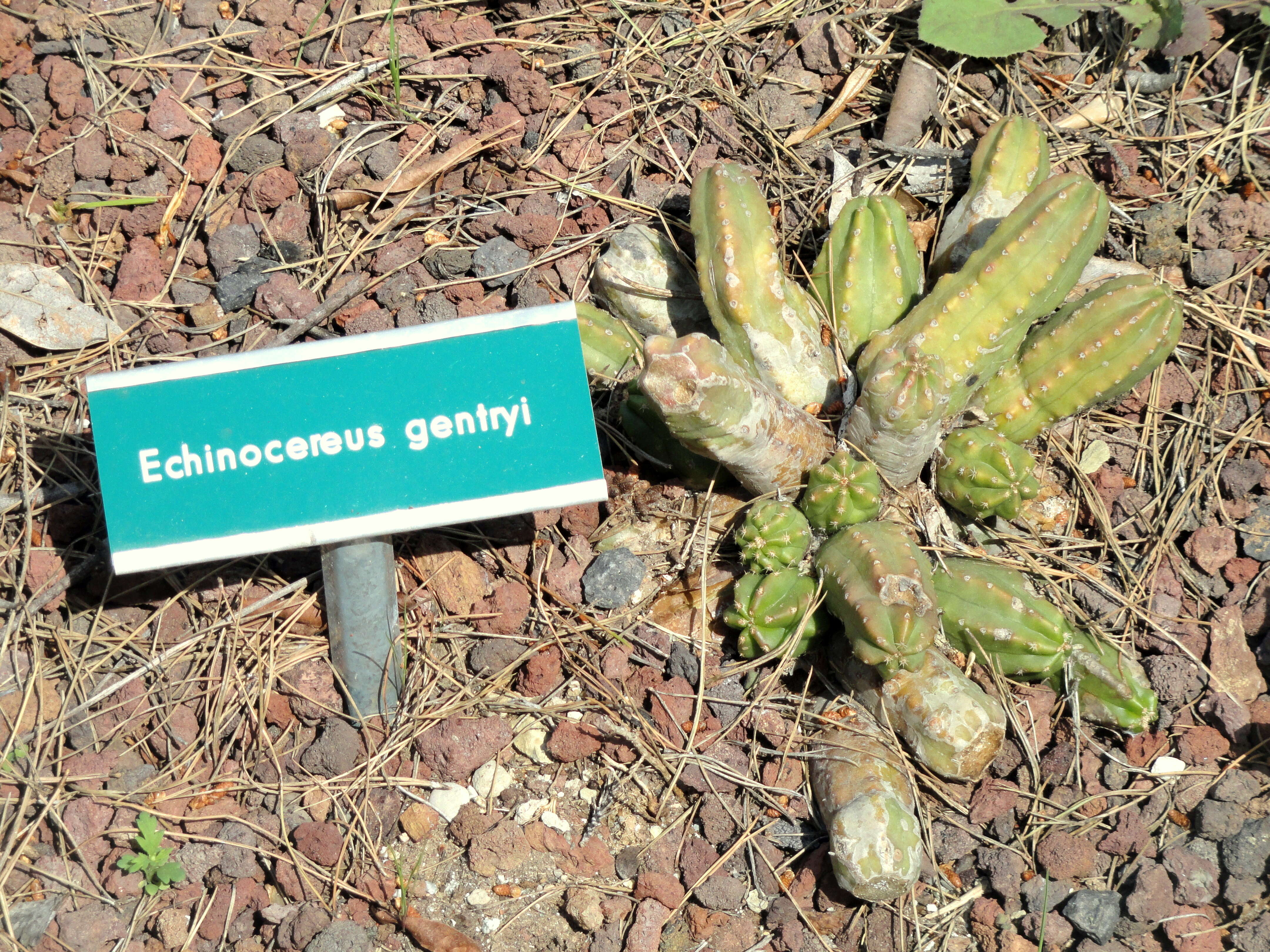 Image of Echinocereus scheeri (Salm-Dyck) Scheer