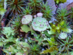 Image of cup lichen