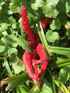 Image of octopus stinkhorn