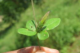 Image of Blepharis maderaspatensis (L.) Heyne ex Roth