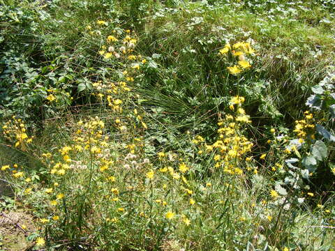 Image of hawkweed