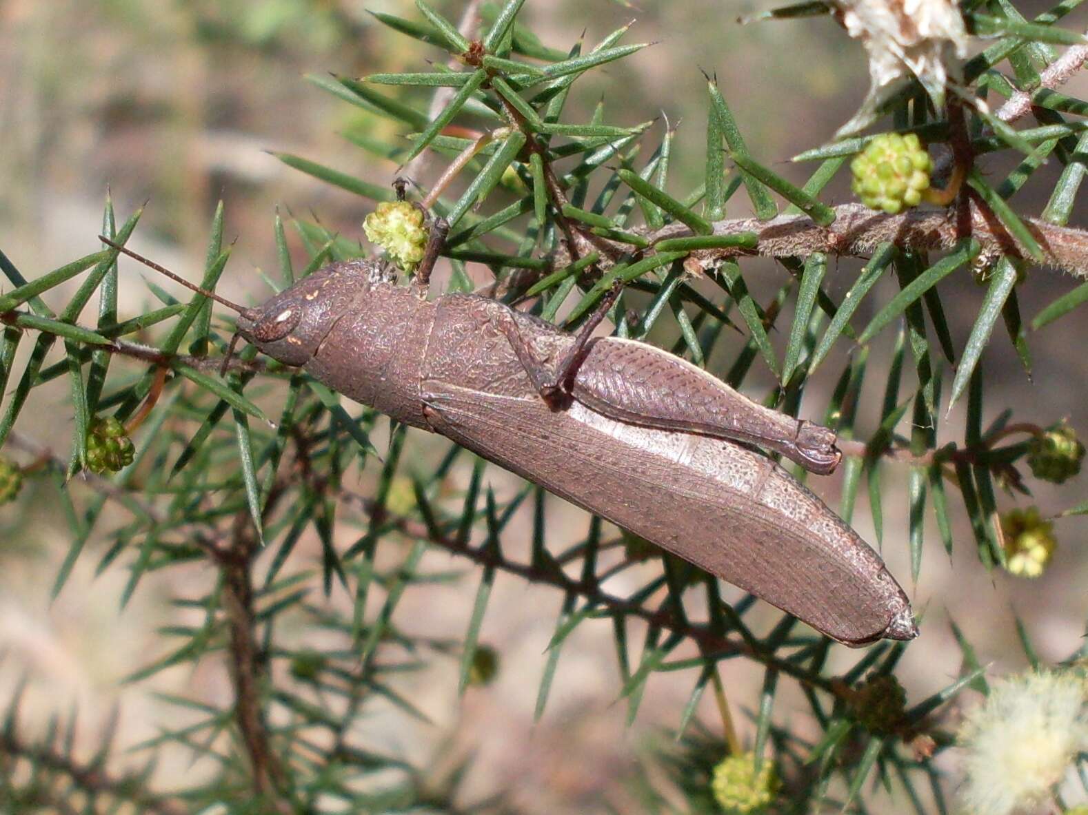 Image of juniper wattle