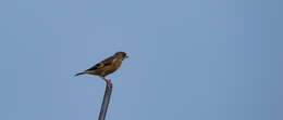 Image of Grey-capped Greenfinch