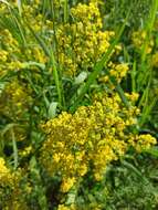 Image of Lady's Bedstraw