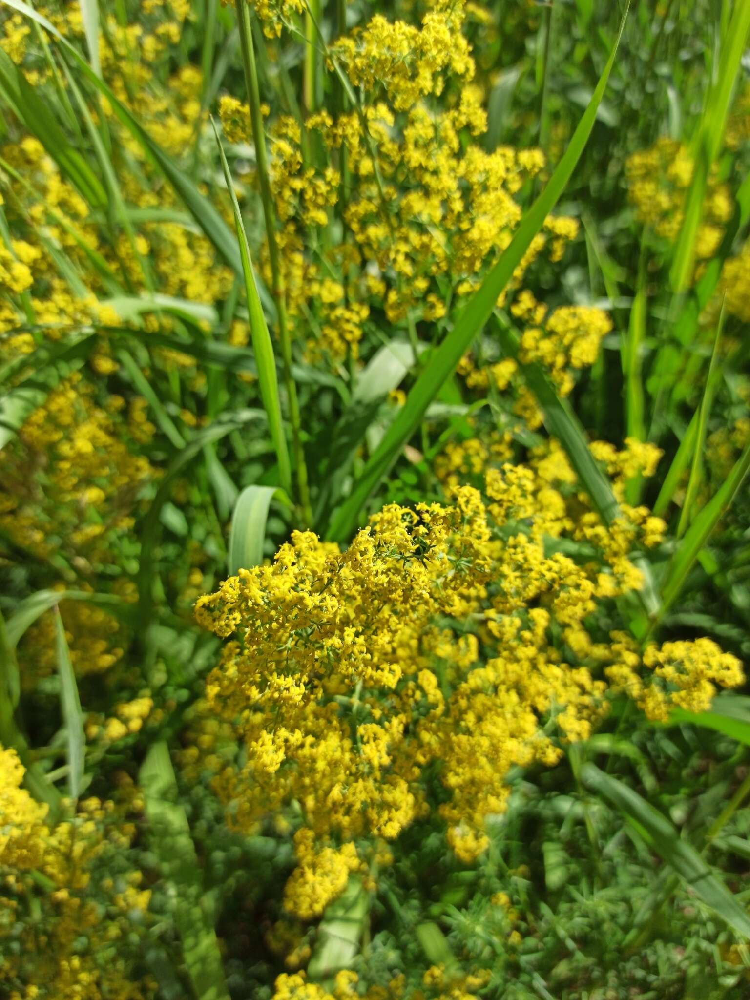 Image of Lady's Bedstraw