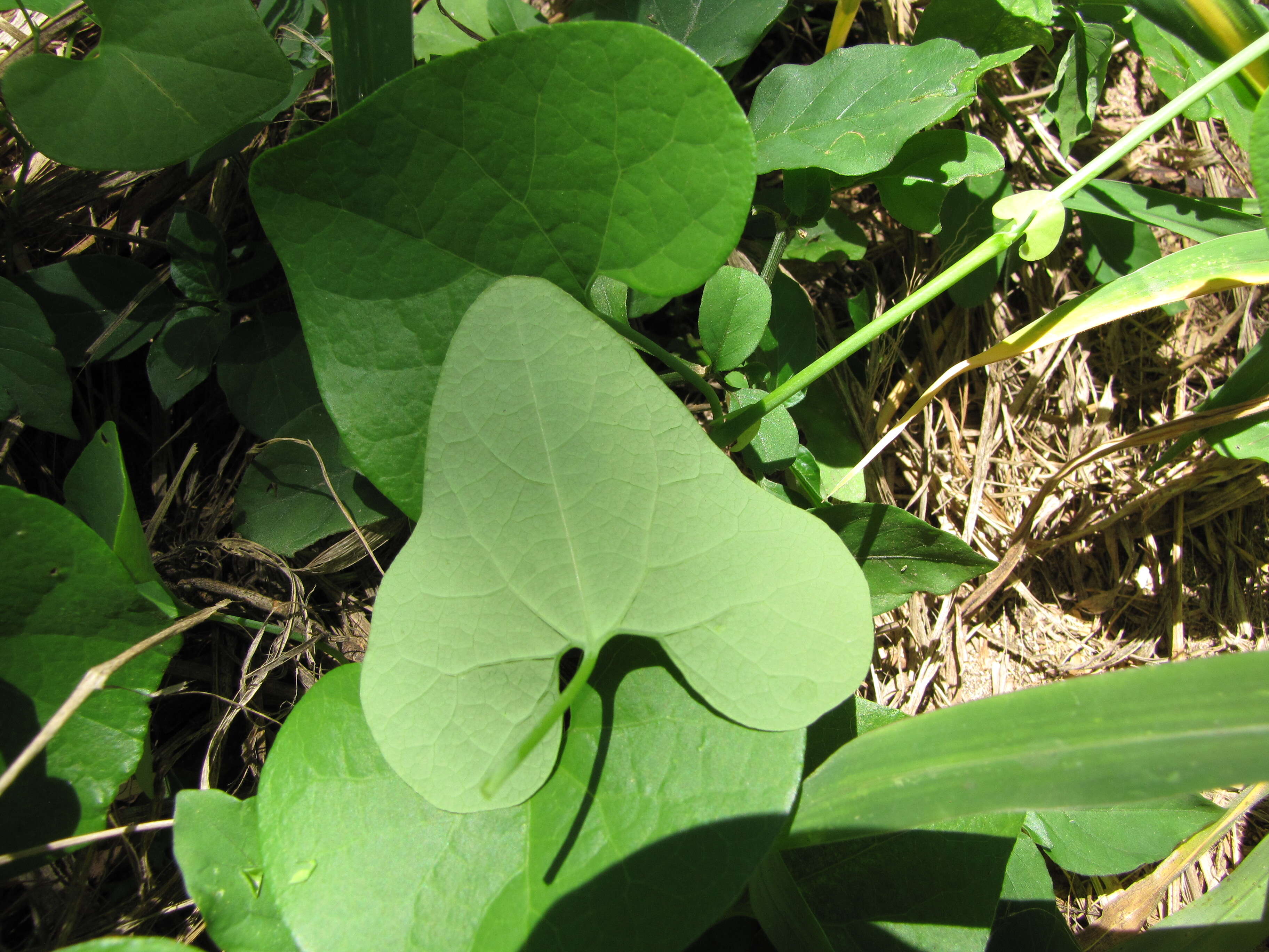 صورة Aristolochia elegans Mast.