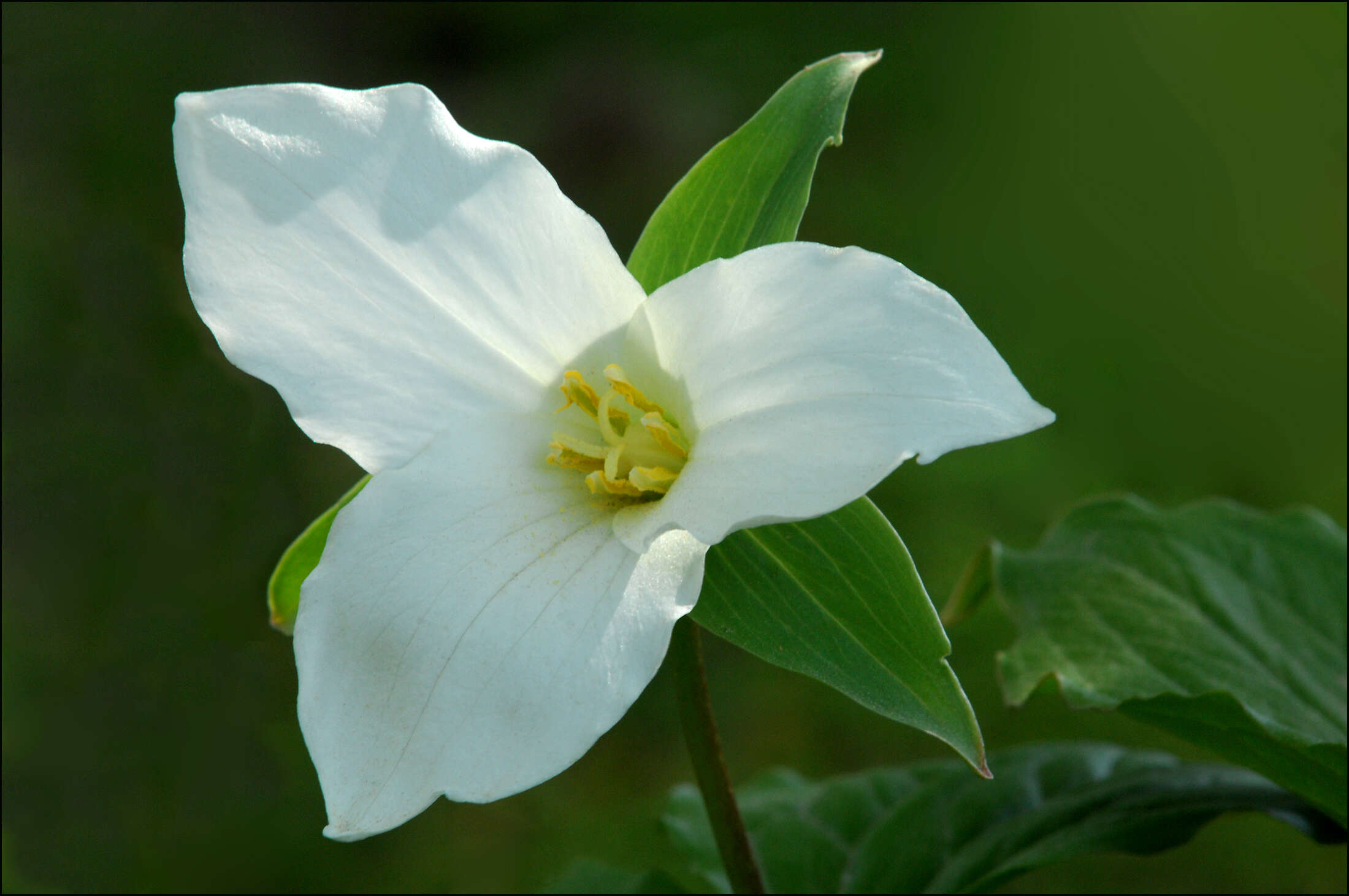 Imagem de Trillium grandiflorum (Michx.) Salisb.