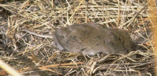 Image of long-tailed vole