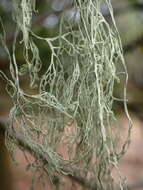 Ramalina menziesii Taylor的圖片