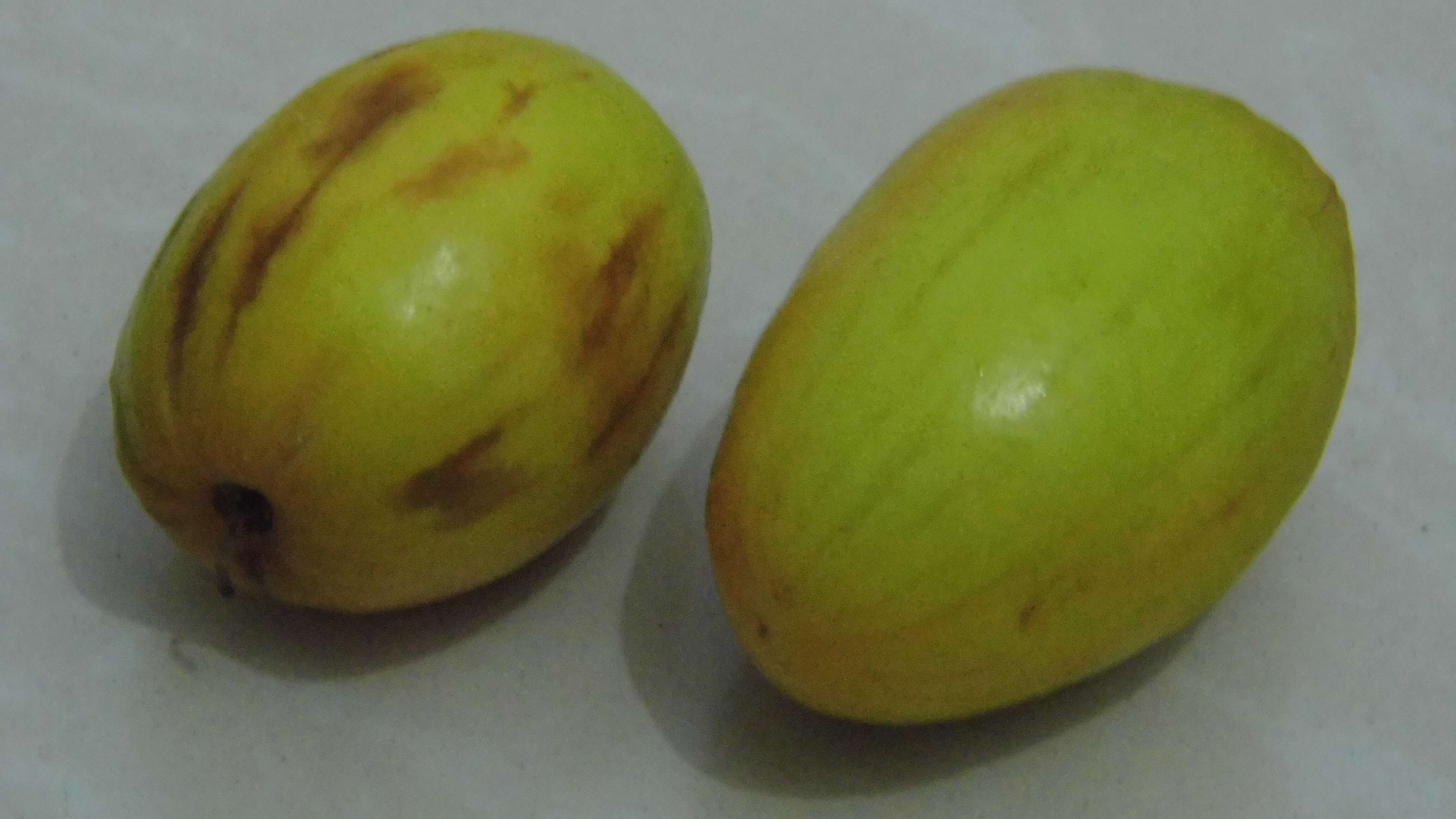 Image of Indian Jujube