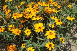 Image of narrowleaf zinnia