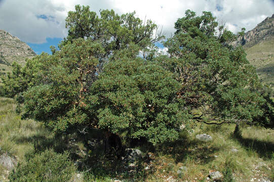 Image of alderleaf mountain mahogany