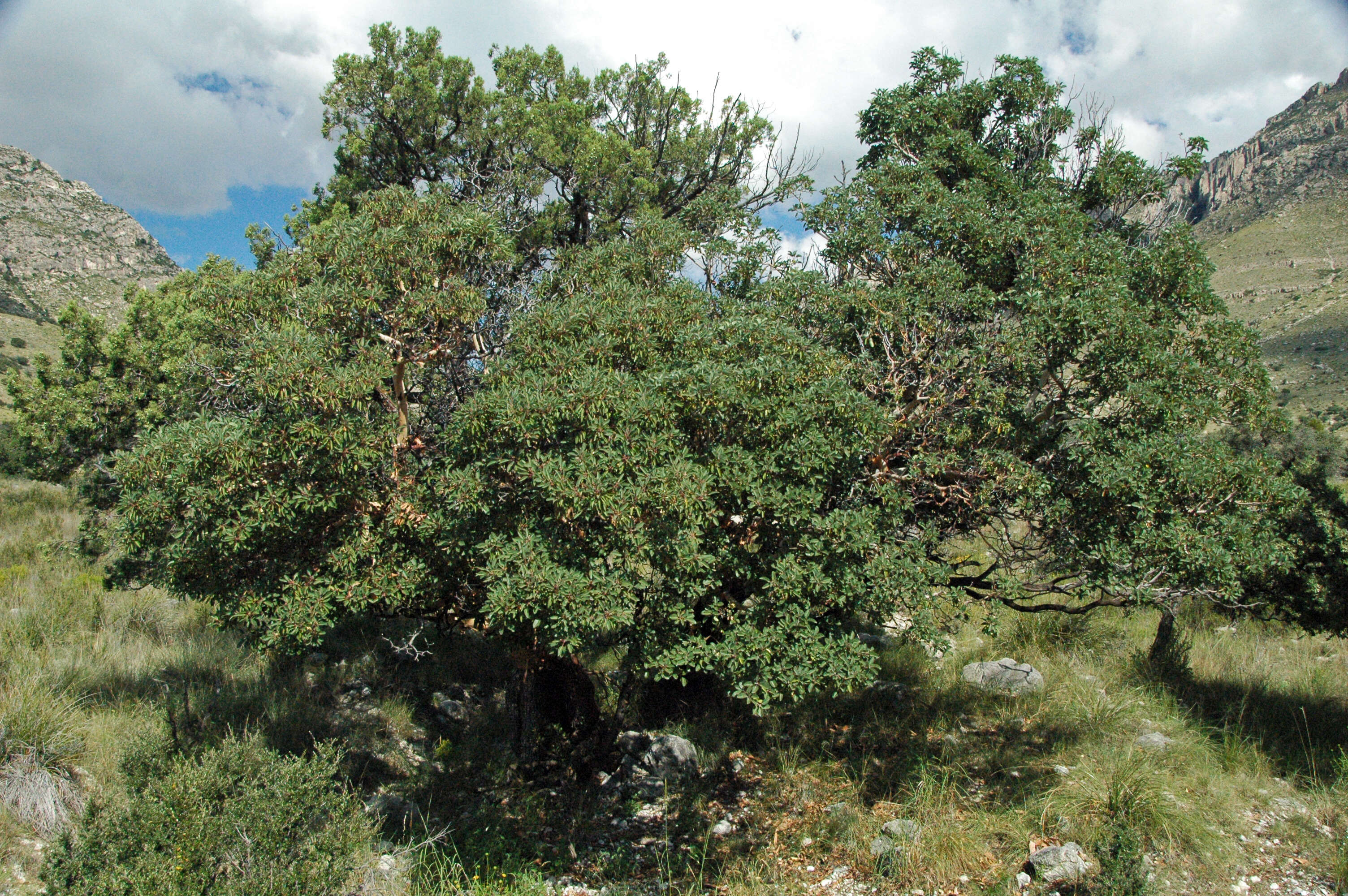 Слика од Cercocarpus montanus Raf.