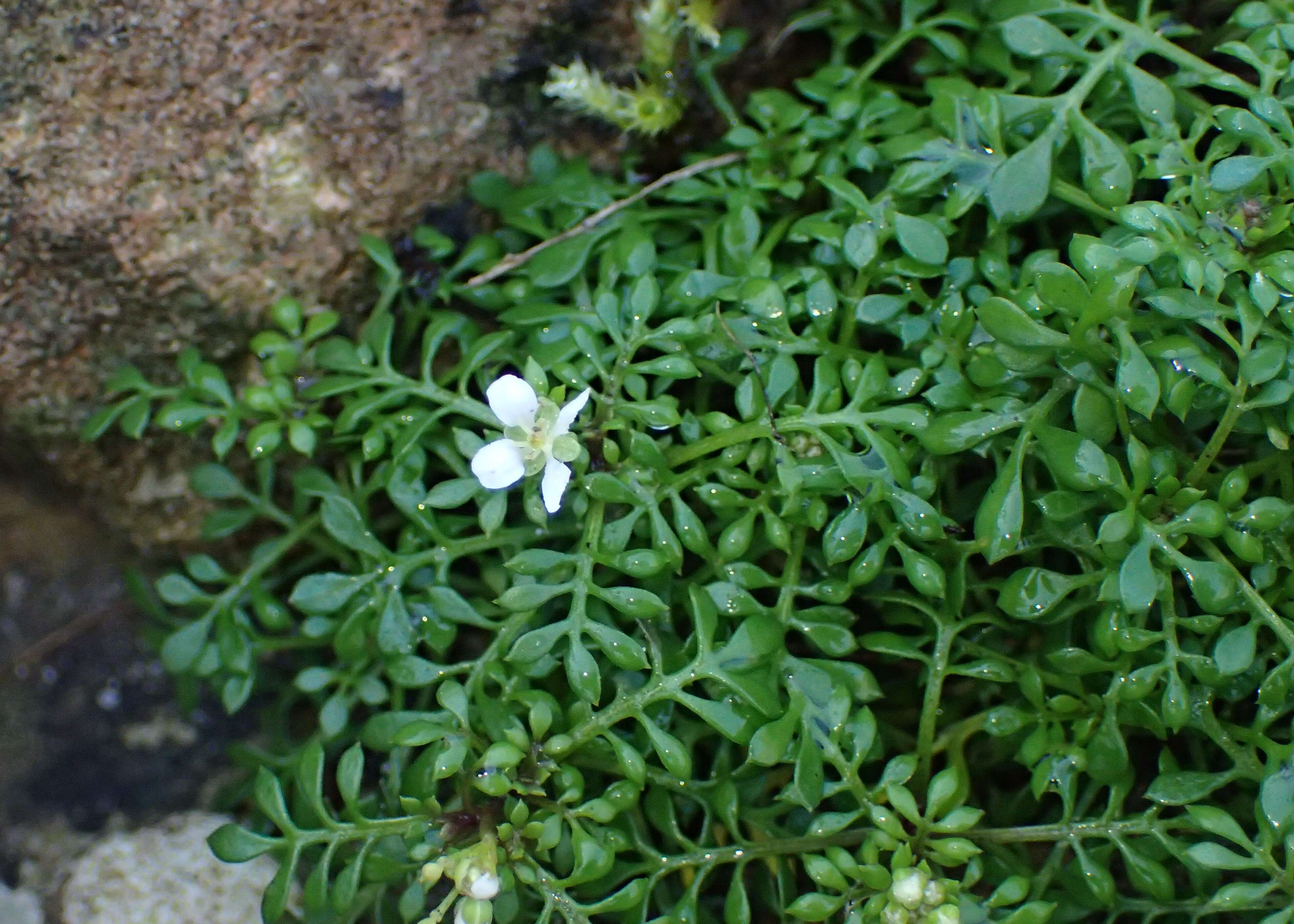 Image of alpine hutchinsia