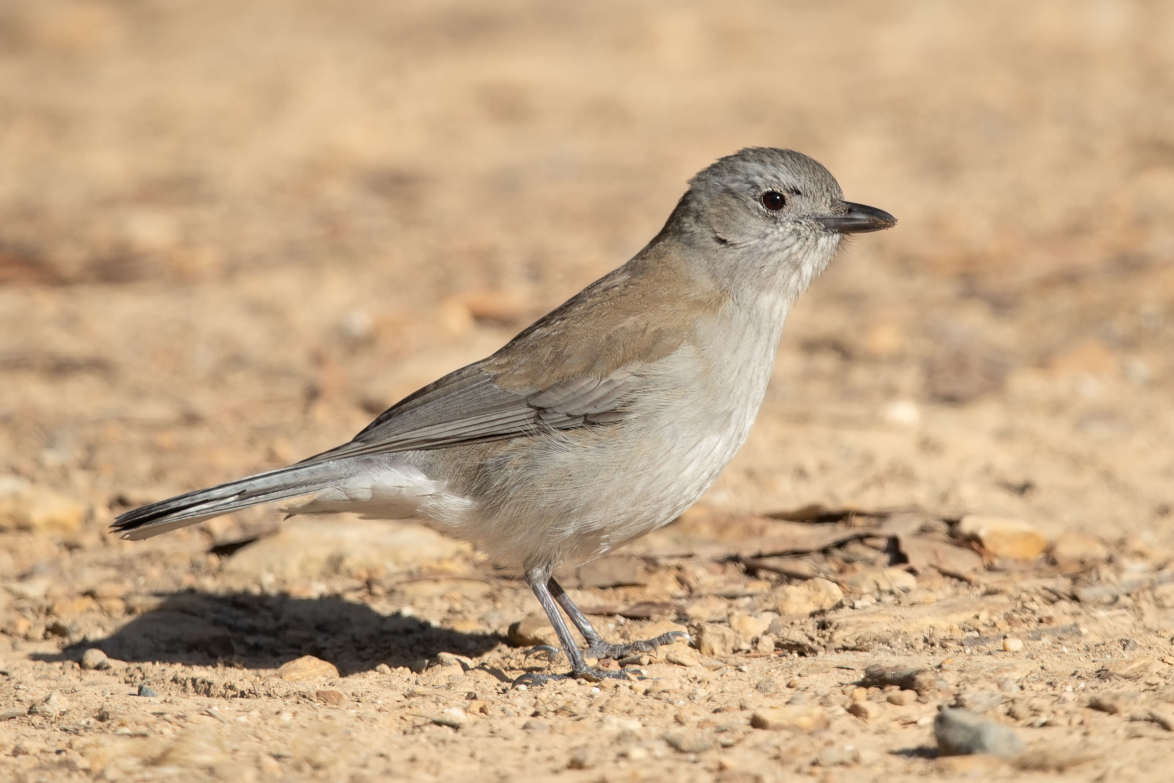 Image of Grey Shrike-thrush