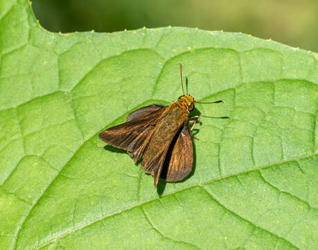 Image of Dun Sedge Skipper